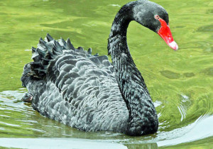 “Хар хунгууд” буюу дэлхийн эдийн засагт заналхийлж буй аюул 