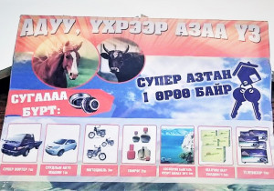 Үхрийн үнэтэй сугалаа зохиож, малчдыг луйвардах явдал газар авлаа
