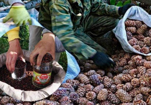 Нэг килограмм самар 22 мянган төгрөгийн үнэтэй байна