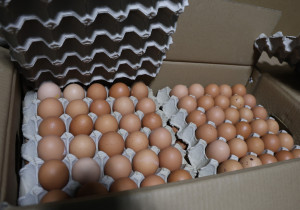 Хуурамч дардастай өндөг худалдан борлуулсан аж ахуйн нэгжид 20.000.000 төгрөгийн торгууль ногдууллаа