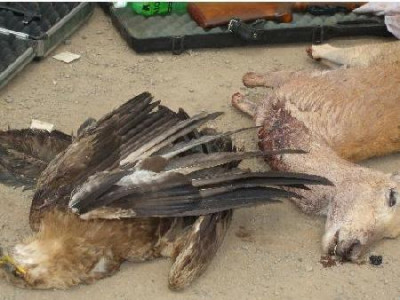 81 соргог бөхөн агнасан этгээдүүдийг баривчилжээ