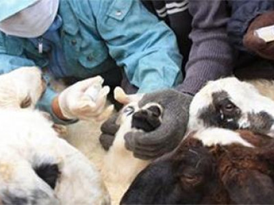 Төл малыг шүлхий өвчнөөс урьдчилан сэргийлэх вакцинжуулалтад хамруулж байна