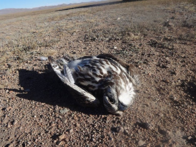 Жилд 1000 гаруй идлэг шонхор өндөр хүчдэлд цохиулан үхдэг гэв