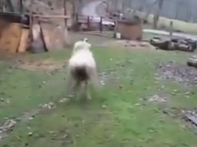 Амьтад ч гэсэн тоглодог / Видео / 