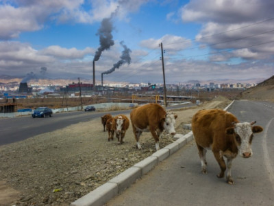 Монгол үхрийг баривчилж хоногт 5000 төгрөгийн торгууль ноогдуулна