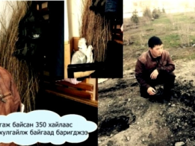 3000 гаруй хайлаас, 20 гаруй гацуурыг нахиалж эхлэнгүүт нь хулгайлжээ