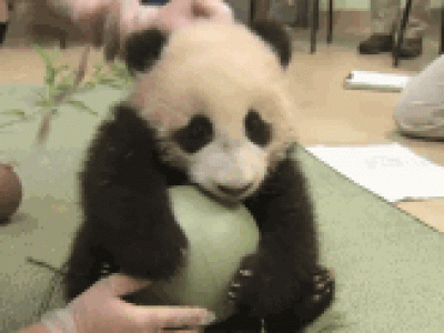 АНУ-ын Үндэсний зоопаркийн панда зулзагаа эсэн мэнд төрүүлэв
