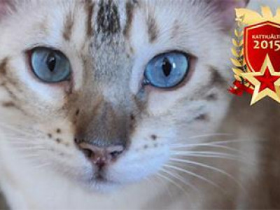 Муур баатар шагнуулав