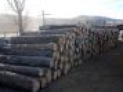 Хууль бусаар их хэмжээний мод бэлтгэх зөвшөөрөл олгожээ