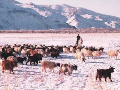 97 суманд өвөлжилт хүндэрч байна