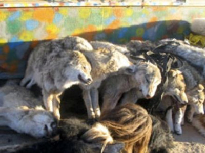 Машиндаа хөлдөөсөн чоно, үнэг, хярс нуугаад баригдав