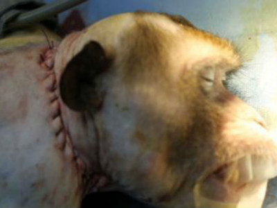  Сармагчинд толгой шилжүүлэн суулгажээ