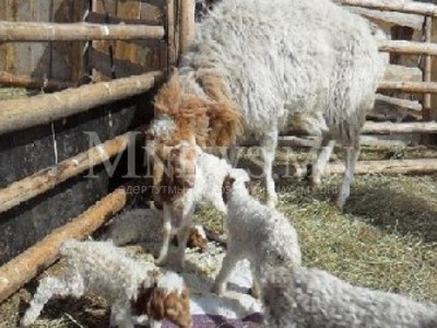 Дөрвөн ихэр хургыг кесорав хагалгаагаар төрүүлжээ