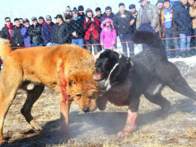 Ноходыг хэн зэрлэгшүүлэв