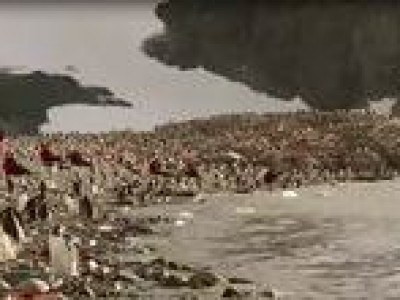 Өлсгөлөн оцон шувууд хоол эрэн тэнэж байна