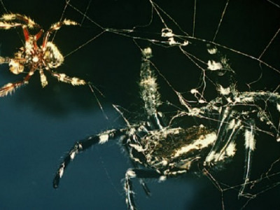 Эр аалз хурьцаж байхдаа 100 удаа аман секс хийдэг