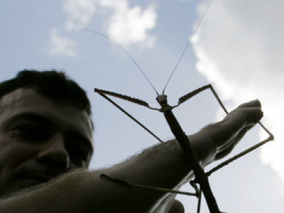Дэлхийн хамгийн урт шавьж, БНХАУ-ын нутгаас олджээ