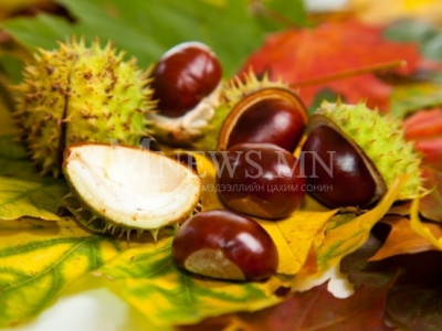 Шамбарам, варикоз эдгээх хамгийн сайн хэрэгсэл