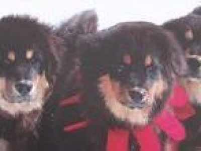 Монголын уугуул нохдыг олон улсын түвшинд судлана