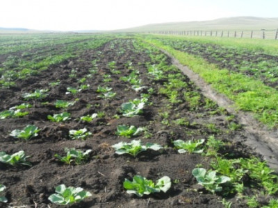 385.2 мянган га-д тариалалт хийхээр төлөвлөжээ