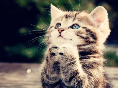 “Хөөрхөн муур” үзэсгэлэн маргааш болно