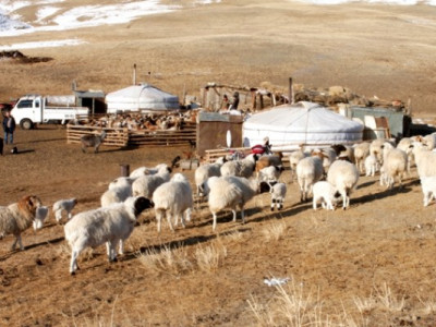 Малчдын орлого 2-3 дахин нэмэгдэнэ