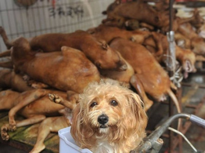 Хятадууд “нохойны мах идэх баяр”-ыг эсэргүүцэж байна