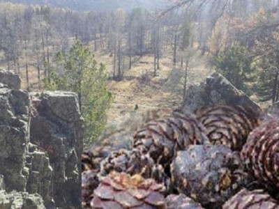 Самрын наймаачид самарч эхэллээ