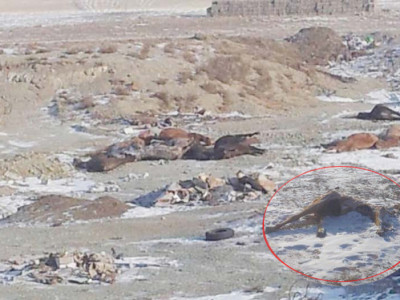 Хилээр амьд адуу гаргахгүй гэсэн шийдвэрийг хятадууд үл ойшоож байна