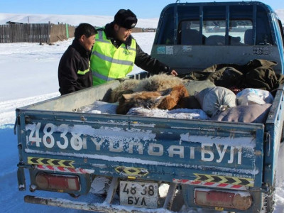 13 тонн самар хураан авчээ