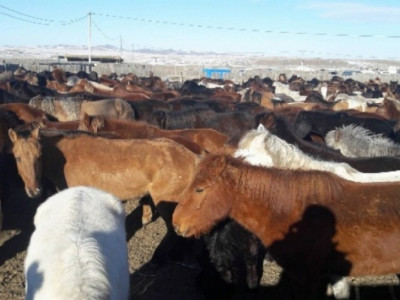 “Бичигт” боомтоос 1000 гаруй адууг буцаан ачуулав