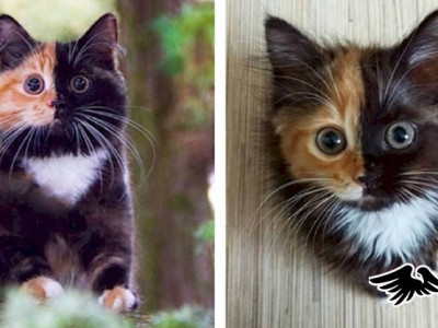 Содон төрхтэй муужгай