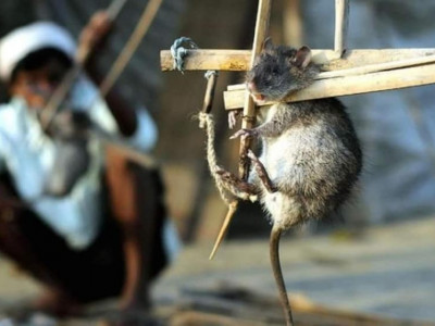 Хархны махыг хачин гоё амттай гэнэ үү