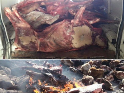 ТЕГ: Үхсэн малын махыг өнгө оруулж, таргалуулан үйлдвэрүүдэд нийлүүлж байна