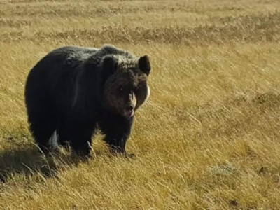  Богд ууланд баавгайн мөр илэрчээ