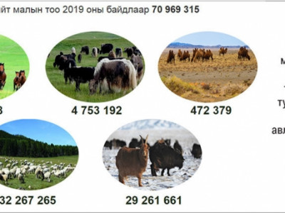 Малын хөлийн татвар жилд 70-141 тэрбум төгрөг төвлөрүүлнэ