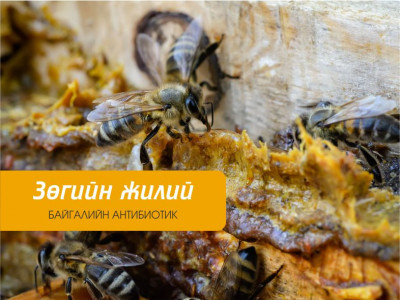 Фантастикийн залуус ZURA киноны орлого 1О 82О ООО төгрөгийг Лантуун дохио ТББ-д хандивлажээ