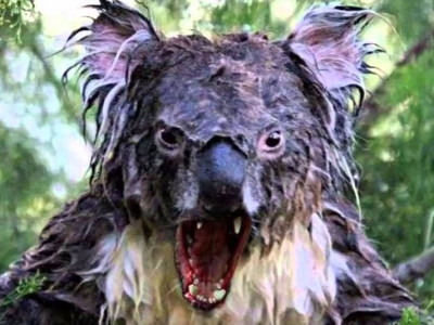 Австрали КОАЛА баавгайн махчин төрөл Aлyypчин DROP BEAR