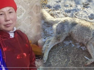 М.ТУЯА: “ДҮҮГЭЭ АРААТНЫ ХООЛ БОЛГОЧИХЛОО” ГЭЖ УЙЛЖ, БУУГААРАА ЧОНЫН ТОЛГОЙГ ЦОХИЖ ӨГСӨН