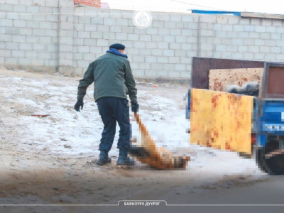 Эзэнгүй нохой, муурны устгал эхэллээ