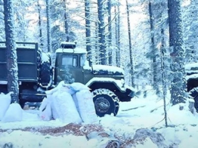“Тэрбум мод” тэнд үхэж байна