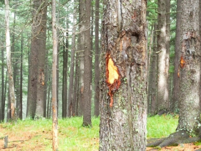 Самар, жимс, ганга...