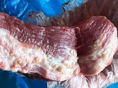 Вакцин тарьсан малын махыг нэг сарын дараа хүнсэнд хэрэглэх заавартай. Үүнийг мөрдөөгүй тохиолдолд мах нь идээтэй байна