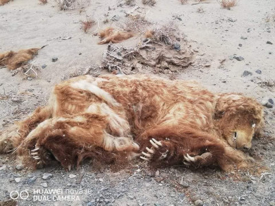 Мазаалай баавгайн үхсэн шалтгааныг тодруулахаар БОАЖЯ-наас ажлын хэсэг гарчээ