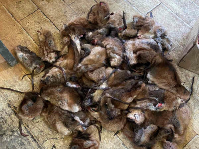 Хууль бусаар 67 ширхэг ондатар тээвэрлэж явсныг экологийн цагдаагийн албанаас шалгаж байна