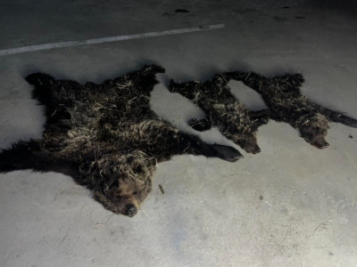 Хүрэн баавгайг төрөөд 1 сар хүрээгүй 2 бамбарууштай нь агнасан байжээ