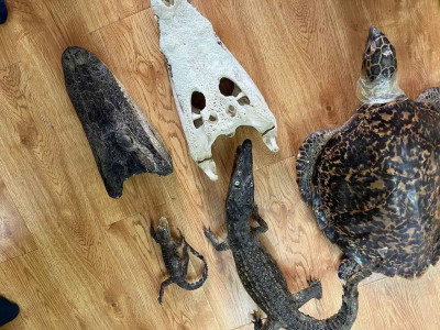 Үлэг гүрвэлийн чулуужсан яснууд худалдахыг завдсан хүнийг шалгаж байна