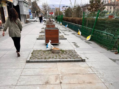 Шугам солих ажлын хүрээнд өнгөрсөн амралтын өдрүүдэд мод, бутыг зөөж шилжүүлэх ажил хийгдсэн 