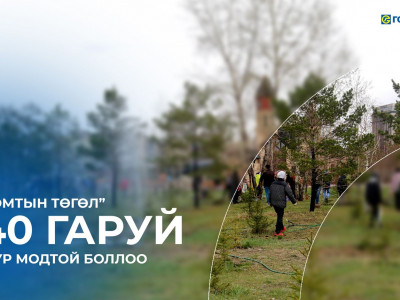 “Голомтын төгөл” 740 гаруй гацуур модтой болжээ