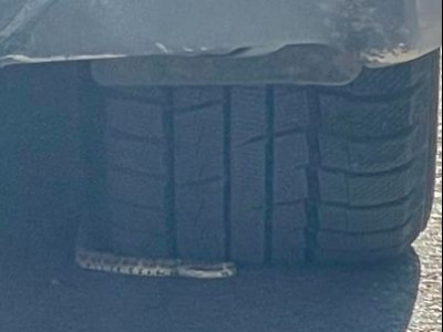 СЭРЭМЖЛҮҮЛЭГ: Нийслэлд хортой болон хоргүй могой ихээр үзэгдэж байна
